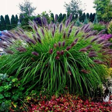 Pennisetum ''Black beauty' beschikbaar voor biedingen