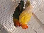 Couple repro 2025, Dieren en Toebehoren, Vogels | Parkieten en Papegaaien, Mannelijk