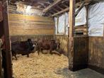 Zeboe koe  koppel te koop, Dieren en Toebehoren, Meerdere dieren