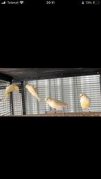 Jonge kanaries, Dieren en Toebehoren, Vogels | Kanaries, Geslacht onbekend, Zangkanarie