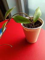 Kamerplant Hoya soidaoensis, bewortelde stek, Huis en Inrichting, Kamerplanten, Verzenden, Overige soorten, Halfschaduw, In pot