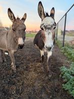 2 mooie ezel merries, Januari, Meerdere dieren