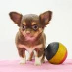 Chihuahua Kort & Langhaar - pups te koop (Belgisch), Dieren en Toebehoren, Honden | Chihuahua's en Gezelschapshonden, België, Handelaar