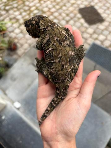 Pine Island leachianus man beschikbaar voor biedingen