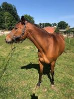 Leuke merrie te koop, Dieren en Toebehoren, Paarden, Merrie, Minder dan 160 cm, 7 tot 10 jaar, Westernpaard