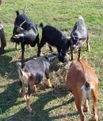 Geitenbokjes, Dieren en Toebehoren, Schapen, Geiten en Varkens, Mannelijk, Geit, 0 tot 2 jaar