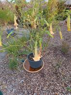 Trompetplanten, Tuin en Terras, Planten | Tuinplanten, Ophalen