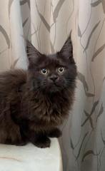 Maine Coon kittens, Dieren en Toebehoren, Katten en Kittens | Raskatten | Langhaar, Meerdere dieren, Gechipt, 0 tot 2 jaar