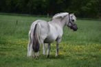 Prachtige Grå kleurige merrie, Dieren en Toebehoren, Merrie, D pony (1.37m tot 1.48m), Ontwormd, 11 jaar of ouder