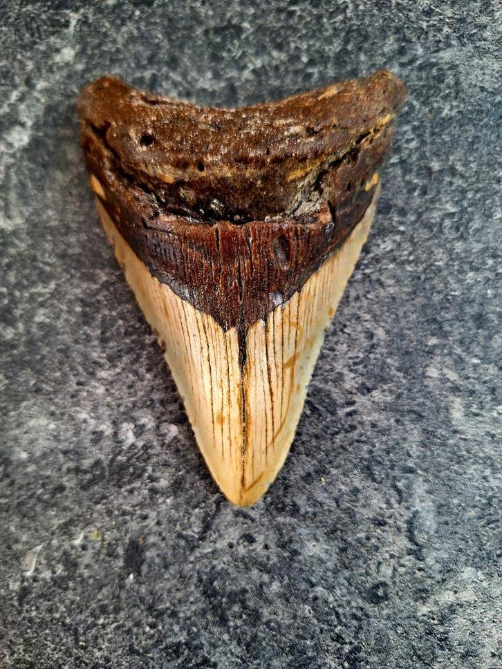 MEGALODON TAND USA	157	gr	10.9x7.6x2.2	cm, Verzamelen, Mineralen en Fossielen, Fossiel, Ophalen of Verzenden