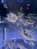 Jonge T-bar Cichliden (Amatitlania sajica), Dieren en Toebehoren, Vissen | Aquariumvissen, Vis, Zoetwatervis