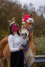 Haflinger pony te koop, Dieren en Toebehoren, Ophalen, Zo goed als nieuw