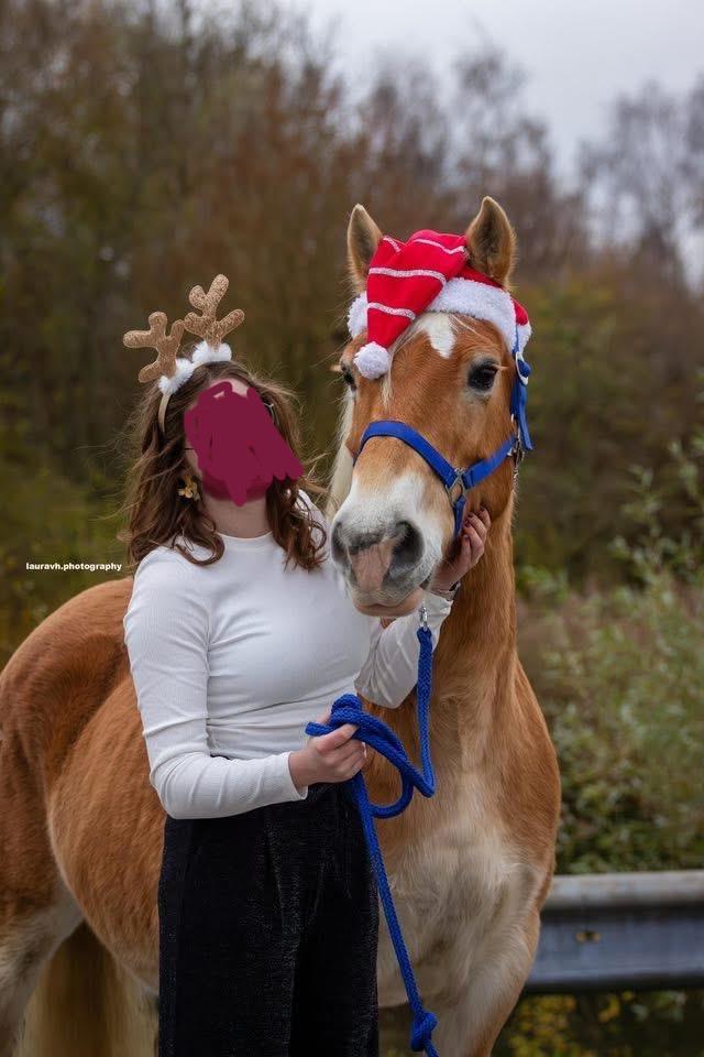 Haflinger pony te koop, Dieren en Toebehoren, Paarden en Pony's | Verzorgingsproducten, Zo goed als nieuw, Ophalen