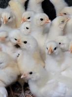 Kuikens, Dieren en Toebehoren, Pluimvee