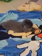 Konijn, Dieren en Toebehoren