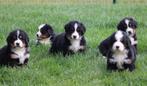 Berner Sennen pups, Dieren en Toebehoren, Honden | Bulldogs, Pinschers en Molossers, België, CDV (hondenziekte), Meerdere, Meerdere dieren