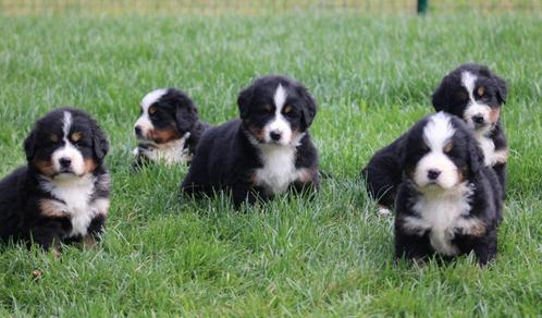 Berner Sennen pups, Dieren en Toebehoren, Honden | Bulldogs, Pinschers en Molossers, Meerdere dieren, Sennenhond, Fokker | Professioneel