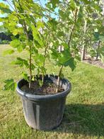 Jonge esdoorn boompjes, Tuin en Terras, Planten | Bomen, Bloeit niet, Overige soorten, 100 tot 250 cm, Ophalen