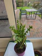 Zaagcactus (Epiphyllum Anguliger), En pot, Plante à fleurs, Moins de 100 cm, Enlèvement