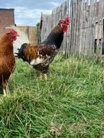 Haan, Dieren en Toebehoren, Pluimvee, Mannelijk, Kip