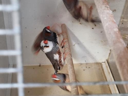 30 koppels grote zebravinken, Dieren en Toebehoren, Vogels | Overige Vogels