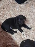 Labrador retriever pups Bruin/zwart, Dieren en Toebehoren, Honden | Retrievers, Spaniëls en Waterhonden, Meerdere, 8 tot 15 weken