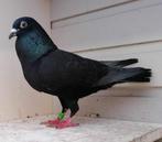 Zwarte postduif duivin, Animaux & Accessoires, Oiseaux | Pigeons, Pigeon voyageur, Femelle