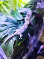 Gargoyle Gecko, Dieren en Toebehoren, Reptielen en Amfibieën, Hagedis, Tam, 0 tot 2 jaar