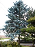 Zeer grote kerstboom, Diversen, Kerst, Ophalen, Nieuw