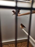 Kapoetsensijsen, Animaux & Accessoires, Oiseaux | Oiseaux Autre