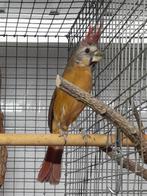 Vermiljoen kardinaal, Animaux & Accessoires, Oiseaux | Oiseaux Autre