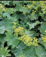 VROUWENMANTEL GEMAKKELIJKE BODEMBEDEKKER, Tuin en Terras, Planten | Tuinplanten, Ophalen, Bodembedekkers, Vaste plant, Halfschaduw