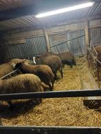 Schapen ooien en rammen offerfeest, Dieren en Toebehoren, Schapen, Geiten en Varkens