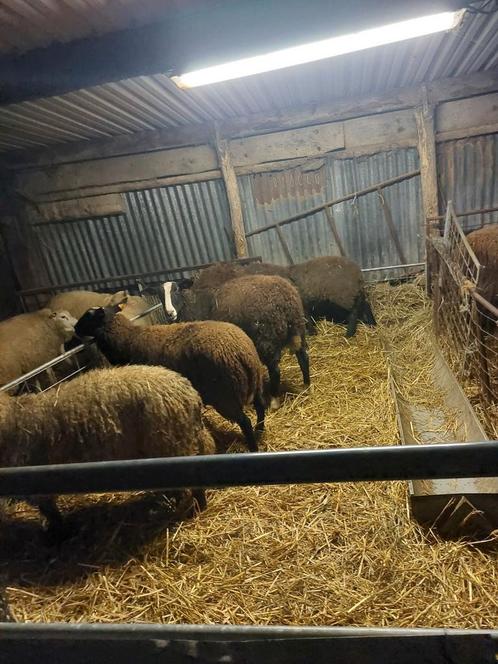 Schapen ooien en rammen offerfeest, Dieren en Toebehoren, Schapen, Geiten en Varkens