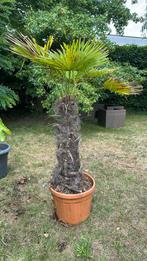 Palmboom, Tuin en Terras, Planten | Bomen, Ophalen, Palmboom