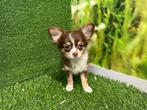 Langharige Chihuahua pups - kleine taille, CDV (hondenziekte), Meerdere, 8 tot 15 weken, België