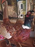 Opgezette fazant , taxidermie , mooi stuk, Verzamelen, Ophalen, Zo goed als nieuw, Vogel