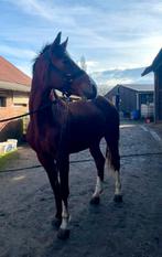 3 jarige springpaarden, Animaux & Accessoires, Chevaux, 165 à 170 cm, Avec pedigree, Étalon, 3 à 6 ans