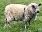 Ram te koop, Dieren en Toebehoren, Mannelijk, Schaap, 0 tot 2 jaar