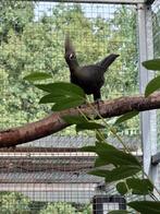 Toerako Buffon, Dieren en Toebehoren, Mannelijk, Tropenvogel, Geringd