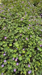 Geranium rozanne vaste planten, Tuin en Terras, Ophalen of Verzenden