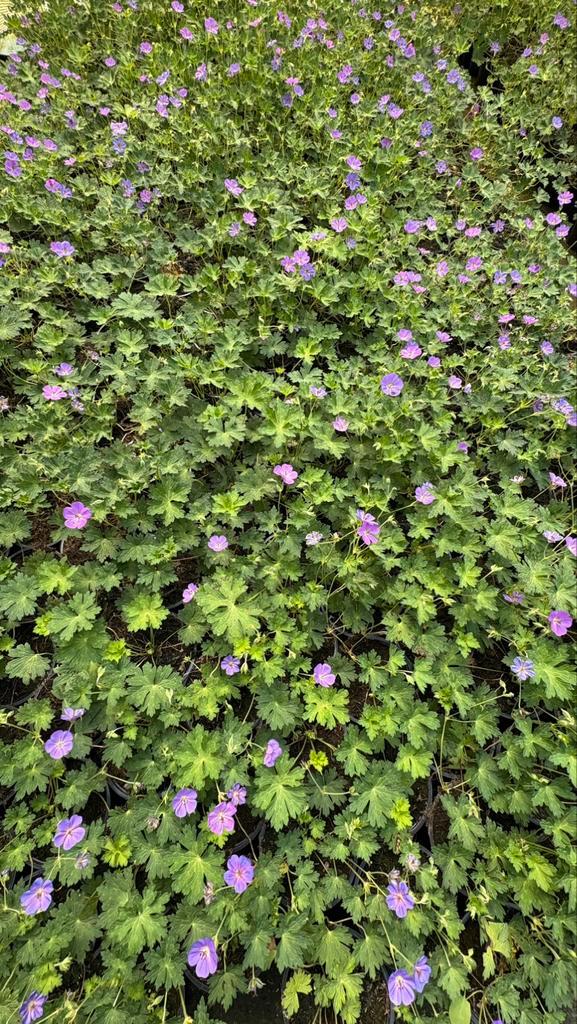 Geranium rozanne vaste planten, Tuin en Terras, Planten | Tuinplanten, Ophalen of Verzenden