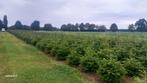 Nordmann kerstbomen en amorika in pot gekweekt, Ophalen of Verzenden, In pot