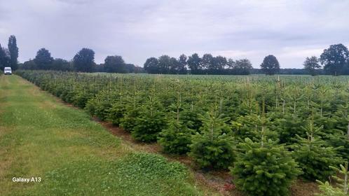 Nordmann kerstbomen en amorika in pot gekweekt, Tuin en Terras, Planten | Bomen, In pot, Ophalen of Verzenden