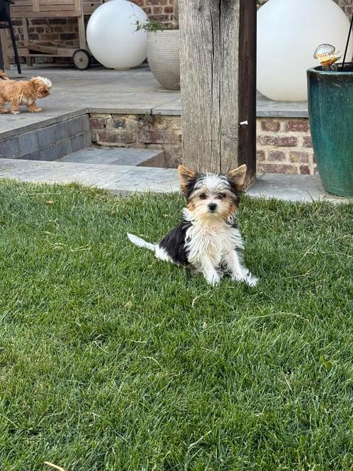 Biewer York Pupjes, Dieren en Toebehoren, Honden | Chihuahua's en Gezelschapshonden, Meerdere dieren, Overige rassen, Fokker | Professioneel