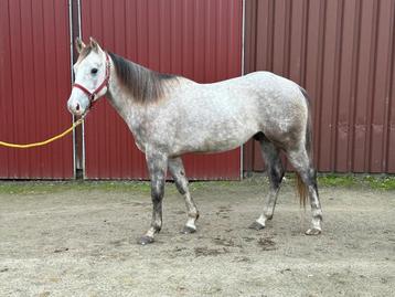 DIAMOND BY LIGHTS - Quarter - 4 Yo beschikbaar voor biedingen