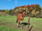 Paard, Dieren en Toebehoren, Paarden, Gechipt, Ruin, M, 160 tot 165 cm