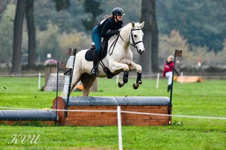 Palomino merrie 2022 - eventing, dressuur, springen, Dieren en Toebehoren, Paarden, Merrie, B, 160 tot 165 cm, 3 tot 6 jaar, Met stamboom