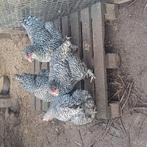 4 Mechelse koekoek Hennen, Dieren en Toebehoren, Pluimvee, Vrouwelijk, Kip
