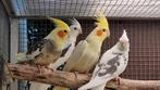 Valkparkieten 2025, Dieren en Toebehoren, Vogels | Parkieten en Papegaaien